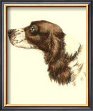 Cocker Spaniel