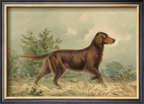 Irish Setter I