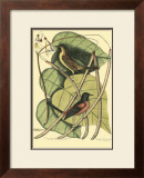 Buy Baltimore Bird and Catalpah at AllPosters.com