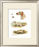 Buy English Setter at AllPosters.com