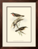 Gorget Warbler