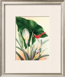 Cardinal