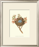 Antique Bird's Nest I