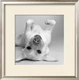 Buy Cali at AllPosters.com