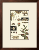 Nature's Curio III