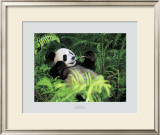 Buy Giant Panda, Szechwan Province, China at AllPosters.com