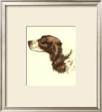 Cocker Spaniel