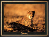 Buy Guepard at AllPosters.com