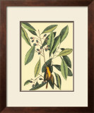 Buy The Carolina Laurus at AllPosters.com