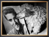 Toy Poodle Kisses Elvis