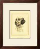 Danchin Setter