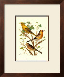 Buy Domestic Bird Family VI at AllPosters.com