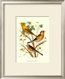 Buy Domestic Bird Family VI at AllPosters.com