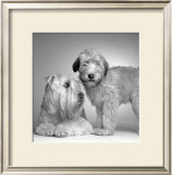 Buy Ruff and Daisy at AllPosters.com