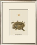 Buy Antique Nest and Egg II at AllPosters.com