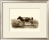 Buy Bovine II at AllPosters.com