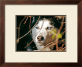 Buy Le Loup at AllPosters.com