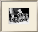 Yank Showing Off Her Litter