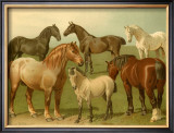 Buy Horse Breeds II at AllPosters.com