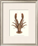 Buy Antique Lobster II at AllPosters.com