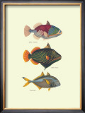 Buy Tropical Fish at AllPosters.com