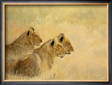 Buy Panthera Leo at AllPosters.com