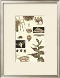 Nature's Curio III