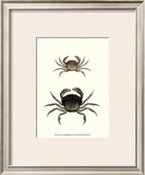 Buy Antique Crab I at AllPosters.com