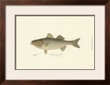 Buy Striped Bass at AllPosters.com