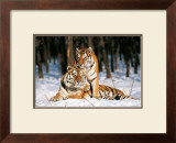 Buy Tigres at AllPosters.com