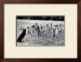 Police Dogs on Parade