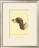 Danchin Cocker Spaniel
