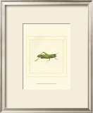 Green Hopper