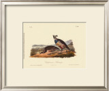 California Partridge