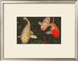 Buy Green Rock Japanese Koi I at AllPosters.com