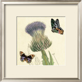 Buy Field Thistle at AllPosters.com