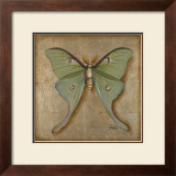 Luna Moth