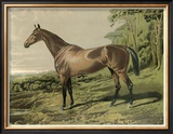 Buy Cassell's Horse IV at AllPosters.com