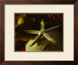 Buy Starfish III at AllPosters.com