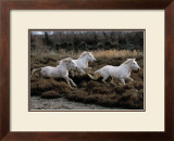 Equus, Camargue, France