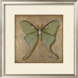 Luna Moth