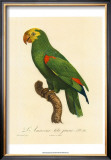 Buy Barraband Parrot No. 86 at AllPosters.com