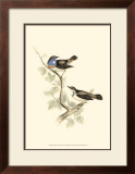 Blue-Throated Warbler