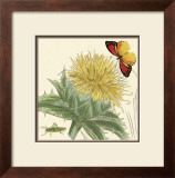 Buy Star Thistle at AllPosters.com