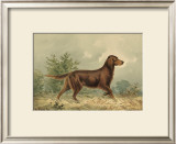 Irish Setter I