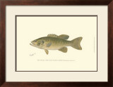 Buy Small-Mouthed Black Bass at AllPosters.com