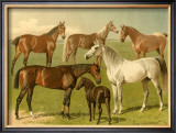 Buy Horse Breeds I at AllPosters.com
