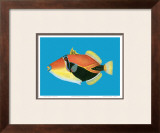 Buy Humuhumu Engraving at AllPosters.com