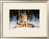 Buy Tigres at AllPosters.com