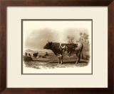 Buy Bovine III at AllPosters.com